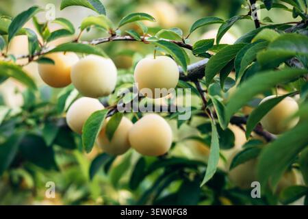 Reife Pflaumen aus Mirabellen hängen an Ästen in einem mediterranen Garten an der französischen Riviera Stockfoto