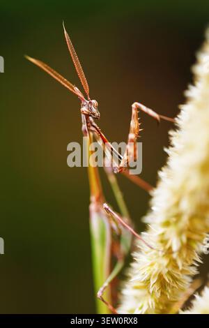 Makro-Gottesanbeterin-Gesichtsdetail auf Gras mit geringer Tiefenschärfe Stockfoto