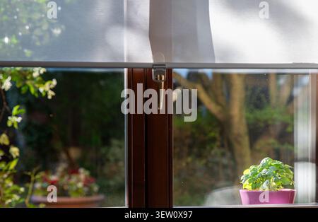 Gartenpflanzen im Abendlicht durch ein Fenster gesehen – gemütlicher Country Home Lifestyle Stockfoto