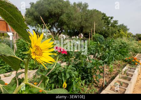 Leuchtend gelbe Sonnenblumen und rotes Zinnia blühen an einem sonnigen Tag in einem üppigen gemeinschaftlichen Gemüsegarten mit Betonblöcken. Stockfoto