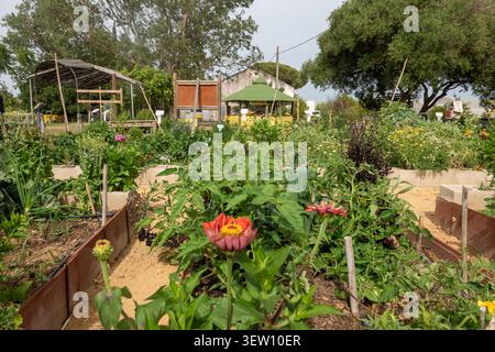 Lebendige rote Zinnienblume aus nächster Nähe in einem üppigen gemeinschaftlichen Gemüsegarten mit einem begrünten Pavillon und Holzschild im Hintergrund. Stockfoto