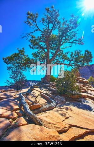 Baumwurzeln und Sandsteinlandschaft unter der hellen Sonne im Zion-Nationalpark Stockfoto