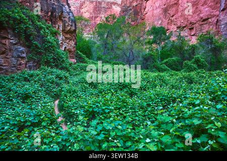 Üppiger Green Canyon Trail Mit Dichtem Laub Und Red Rock Walls Arizona Stockfoto