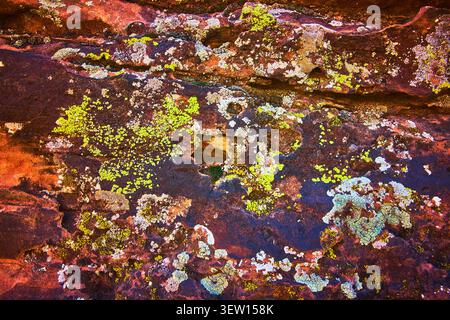 Farbenfrohe Flechten und strukturierte Felsoberfläche Nahaufnahme der Natur Hidden Pinyon Trail Stockfoto
