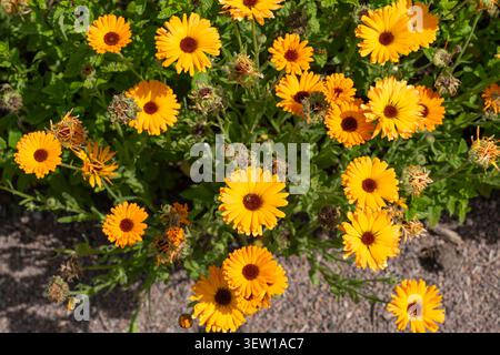 Calendula officinalis, Mariengold, Ringelblume, Pottingerblume, schottisches Ringelblume oder Rötel, blühend im ummauerten Garten, Croome Court, UK Stockfoto