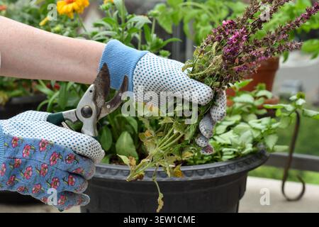 Seitenansicht in Nahaufnahme mit Handschuhen, die einen Haufen geschnittener salviastämme mit pudrigem Schimmel und Beschnittenschere über dem Containergarten halten Stockfoto