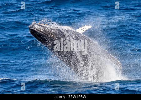 Buckelwal, der vor der Küste Ostaustraliens bricht Stockfoto