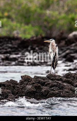 Ein großer blauer Reiher, der auf zerklüfteten vulkanischen Felsen entlang einer Küstenlagune thront und elegantes Gefieder in seinem natürlichen Inselhabitat zeigt. Stockfoto