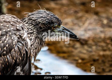 Jungreiher (Butorides sundevalli) auf vulkanischen Felsen neben einem flachen Gezeitenbecken auf den Galapagos-Inseln in Ecuador. Dieser endemische Vogel Stockfoto