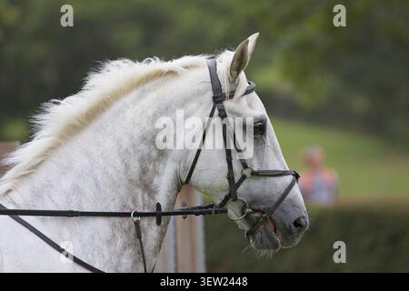 Ein Pferd und ein Reiter trotzen einem gewaltigen Hindernis während des angesehenen Al Shira'aa Derby 2026 auf dem berühmten Hickstead Showground. Stockfoto