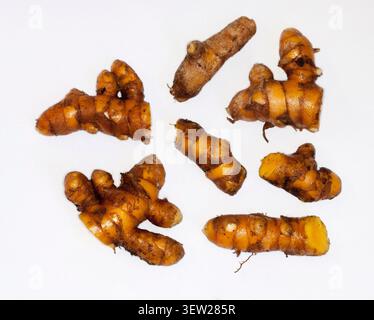 Sammlung von Rhizomen / Wurzeln von Kurkuma, Curcuma longa, einer Zingiberaceae-Art des Ingwers, in Segmente geschnitten, um neu gepflanzt zu werden, auf weißem Hintergrund Stockfoto