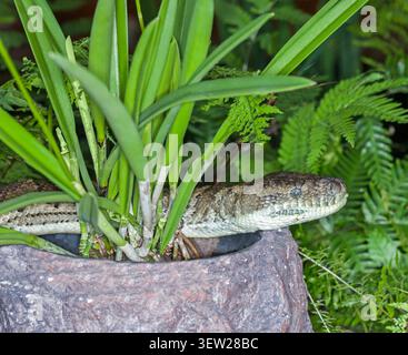 Carpet Python, eine nicht giftige australische Schlange, schlängelt sich zwischen Topfpflanzen aus Farnen und Orchideen in einem Hofgarten Stockfoto