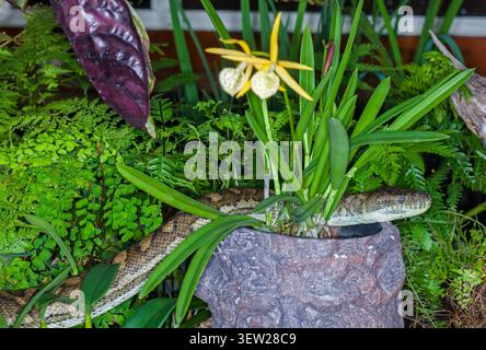 Carpet Python, eine nicht giftige australische Schlange, schlängelt sich zwischen Topfpflanzen aus Farnen und Orchideen in einem Hofgarten Stockfoto