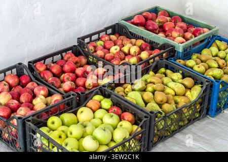 Ernte Früchte in Kisten. Äpfel und Birnen in Kisten. Natürliches Bio-Obst aus dem Garten. Stockfoto