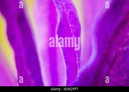Abstrakte Nahaufnahme von Lavendelblüten mit lebhaften Lila- und Rosa-Tönen Stockfoto