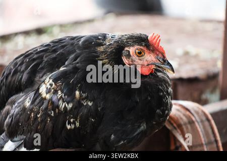 Nahaufnahme eines schwarzen Hühnchens mit leuchtend rotem Kamm. Detailliertes Porträt eines schwarzen Hühnchens mit strukturierten Federn und leuchtend orangefarbenem Auge. Stockfoto