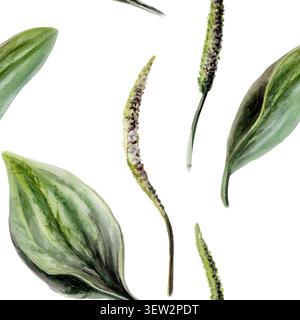 Aquarellabbildung mit nahtlosem Muster für Bananen. Plantago-Heilkraut für Wundheilungsapotheken-Branding, erste-Hilfe-Heilmittel-Verpackung Stockfoto