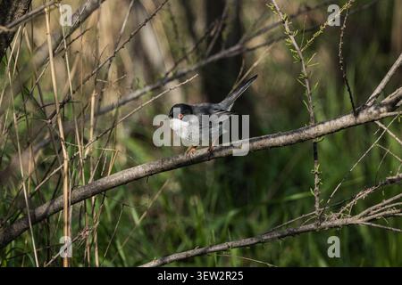 Der sardische Grasfänger (Curruca melanocephala), der auf einem Ast seinen Lebensraum in Las Tablas de Daimiel, Spanien, beobachtete Stockfoto