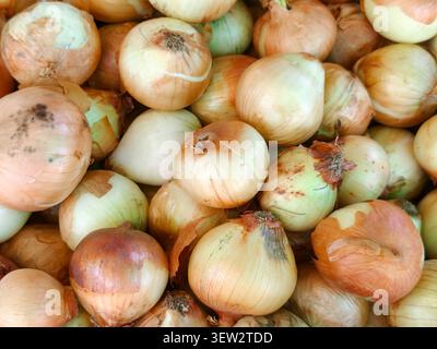Voller Rahmen mit frischen gelben Zwiebeln Textur Hintergrund Stockfoto