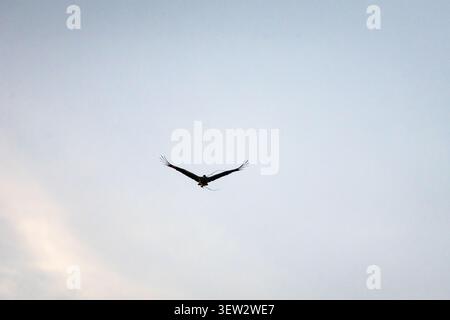 Breite Flügel breiten sich aus der einsamen Vogel bewegt sich durch klare blaue Luft und klammert das Nestmaterial in seinem Schnabel ein ruhiges Moment der Migration und des Zwecks fra Stockfoto