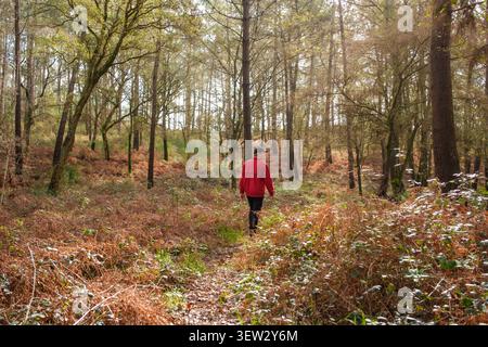 Ein Mann, der auf einem Pfad läuft, umgeben von trockenen Farnen und Bäumen in einem Wald Stockfoto