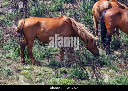 Wilde Garrano-Pferde, die im grünen Reisig grasen. Schöne braune Ponys, die sich von frischem Gras ernähren, im natürlichen Lebensraum Nordportugal. Stockfoto