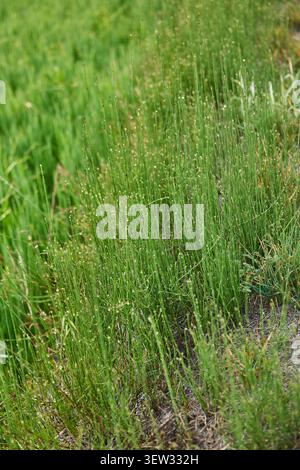 Wassertropfen auf grünes frisches Gras durch Morgentau Stockfoto