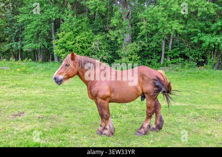 Braunes Pferd, das auf einer Graswiese steht Stockfoto