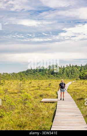 Wanderweg auf einem Moor, dass eine Frau allein im Sommer wandert Stockfoto