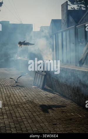 Zwei Möwen sind zu sehen, eine fliegt durch Rauch und eine andere steht auf einem Pflastersteinpflaster neben einer Betonmauer in einer städtischen Umgebung. Diese im Stockfoto