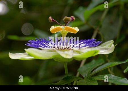 Eine faszinierende Nahaufnahme einer Passionsblume mit vielen Details Stockfoto