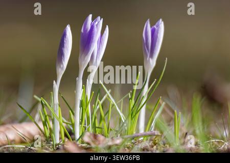 Ein wunderschöner Teppich aus wilden lila und weißen Krokussen, der auf einer grünen Wiese in einem sonnigen Park blüht Stockfoto