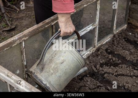 Aus nächster Nähe ein Gärtner, der Wasser aus einem alten Eimer in frisch bearbeitete Bodenbeete in einem Holzrahmen gießt, zeigt einen ruhigen und authentischen Apro Stockfoto