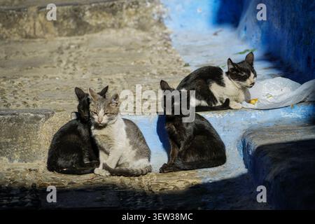 Vier kurzhaarige Hauskatzen ruhen unter hellem Sonnenlicht auf Betonstufen, teilweise blau lackiert. Zwei schwarze Katzen, eine Tabby und weiter Stockfoto