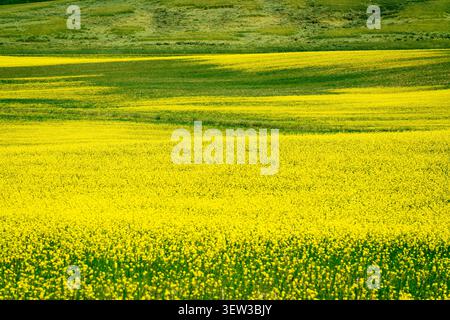 Leuchtend gelbe Rapsblüten erblühen über sanfte grüne Felder in der ländlichen Landschaft der Toskana Stockfoto