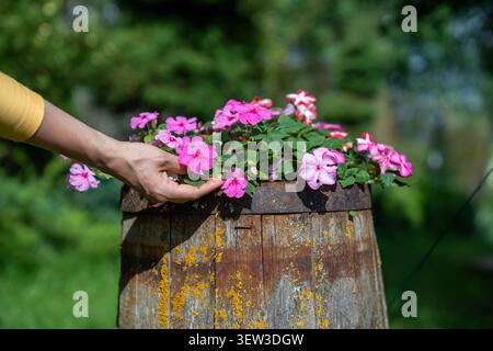 Blühende Pflanzen Petunie mit rosa Blüten in alten Vintage Holzfässern im Freien. Wiederverwendung unnötiger Dinge im Alltag. Hände halten blühend Stockfoto
