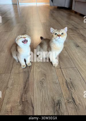 Hauskatzen, die in Innenräumen kommunizieren, schaffen eine warme Lifestyle-Szene für Begleittiere in einer modernen Wohnung. Stockfoto