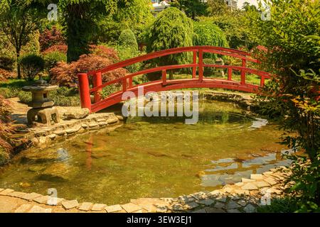 Malerische rote bogenförmige Holzbrücke über einen klaren Teich in einem üppigen japanischen Garten mit grünen Bäumen an einem sonnigen Sommertag. Georgien, Batumi. Stockfoto