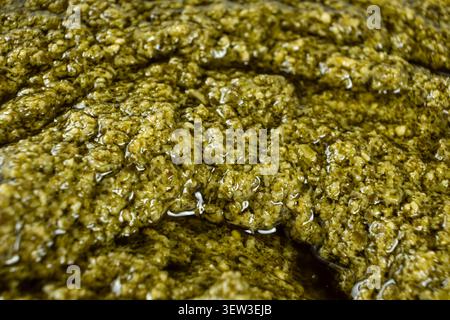 Grüne Gourmet-Sauce mit gehackten Kräutern und Nüssen. Stockfoto