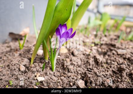 Violette Krokusblüte wächst aus dem Boden im Garten während der Frühjahrssaison Stockfoto