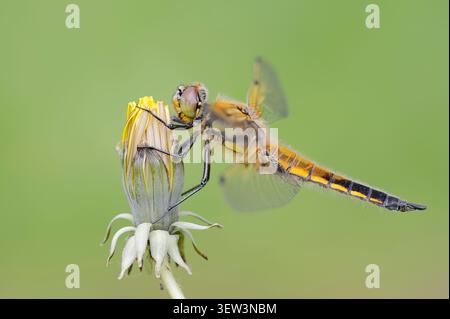 Vierfleckenjaser (Libellula quadrimaculata), weiblich, Nordrhein-Westfalen, Deutschland | Vierfleck oder Vierflecklibelle (Libellula quadrimaculata) Stockfoto
