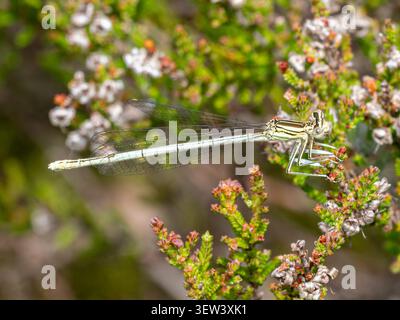 Weißbeinige Jungfliege (Platycnemis pennipes) auf Heidekraut in Surrey Heidekraut im Sommer, England, Vereinigtes Königreich Stockfoto