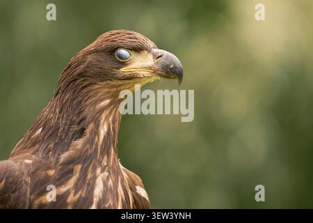 Jugendlicher Mäusebussard (Haliaeetus albicilla) im Profil, sein Nictitierungsmembran über das Auge geschlossen, braunes gesprenkeltes Gefieder vor einem weichen Grün Stockfoto