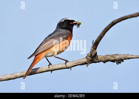 Gemeiner Rotstart (Phoenicurus phoenicurus), männlich auf einem Ast mit gefangenen Insekten im Schnabel, Nordrhein-Westfalen, Deutschland Stockfoto