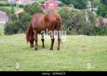 Castanienbraunes Pferd grast auf einer grünen Weide, von hinten betrachtet mit Bäumen und ländlichen Häusern, die im Hintergrund sanft verschwommen sind, Asturien, Spanien. Stockfoto