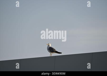 Möwe, die auf einem Dach sitzt, Nahaufnahme Stockfoto