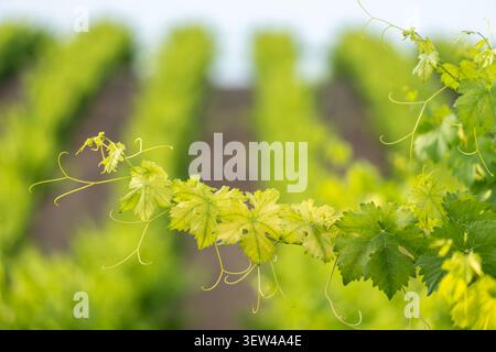 Frische grüne Traubenblätter, die im Weinberg wachsen Stockfoto