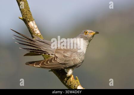 Gemeiner Kuckuck auf einem moosigen Zweig mit gespreizten Schwanzfedern. Schöner grauer Vogel, der draußen vor einem weichen natürlichen Hintergrund sitzt. Stockfoto