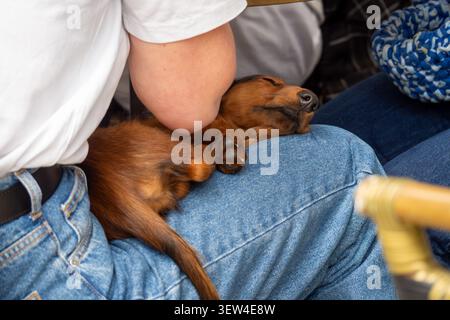 Der winzige Dackel liegt friedlich auf dem Schoß des Menschen Stockfoto