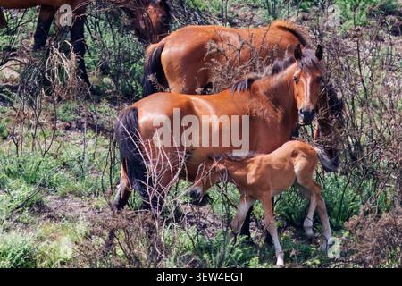 Wilde Garrano Stute mit ihrem jungen Fohlen im grünen Reisig. Wunderschöne braune Pferde, die frei durch die felsige Naturlandschaft Portugals ziehen. Stockfoto